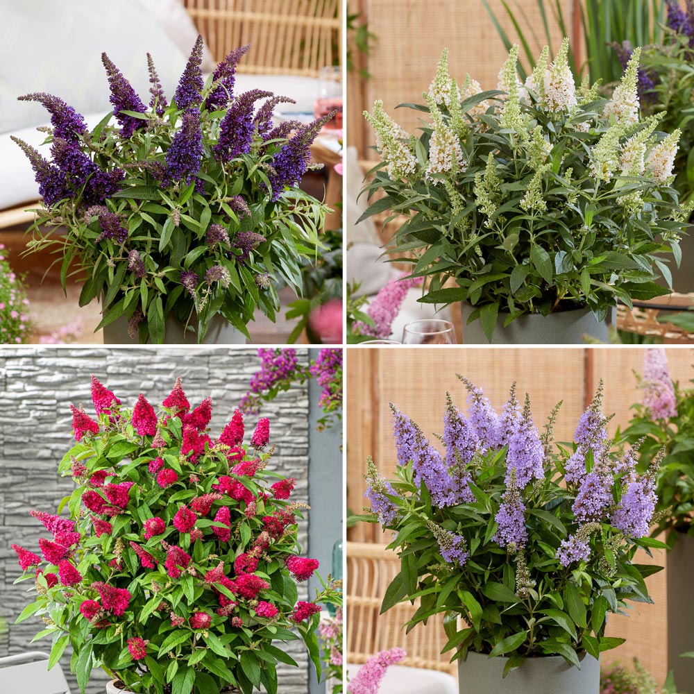 Buddleja 'Butterfly Candy' Collection image