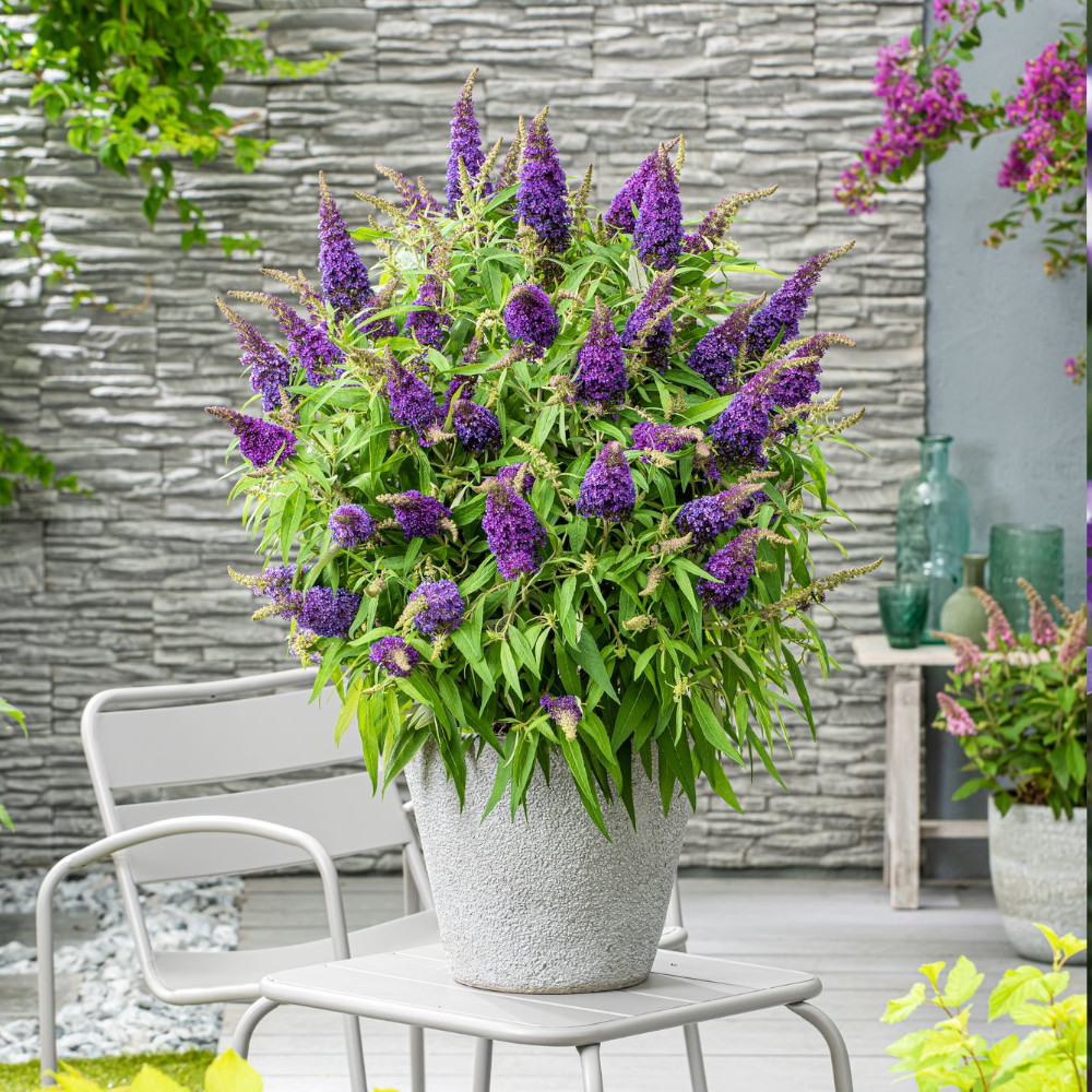 Buddleja 'Butterfly Candy Little Purple' image