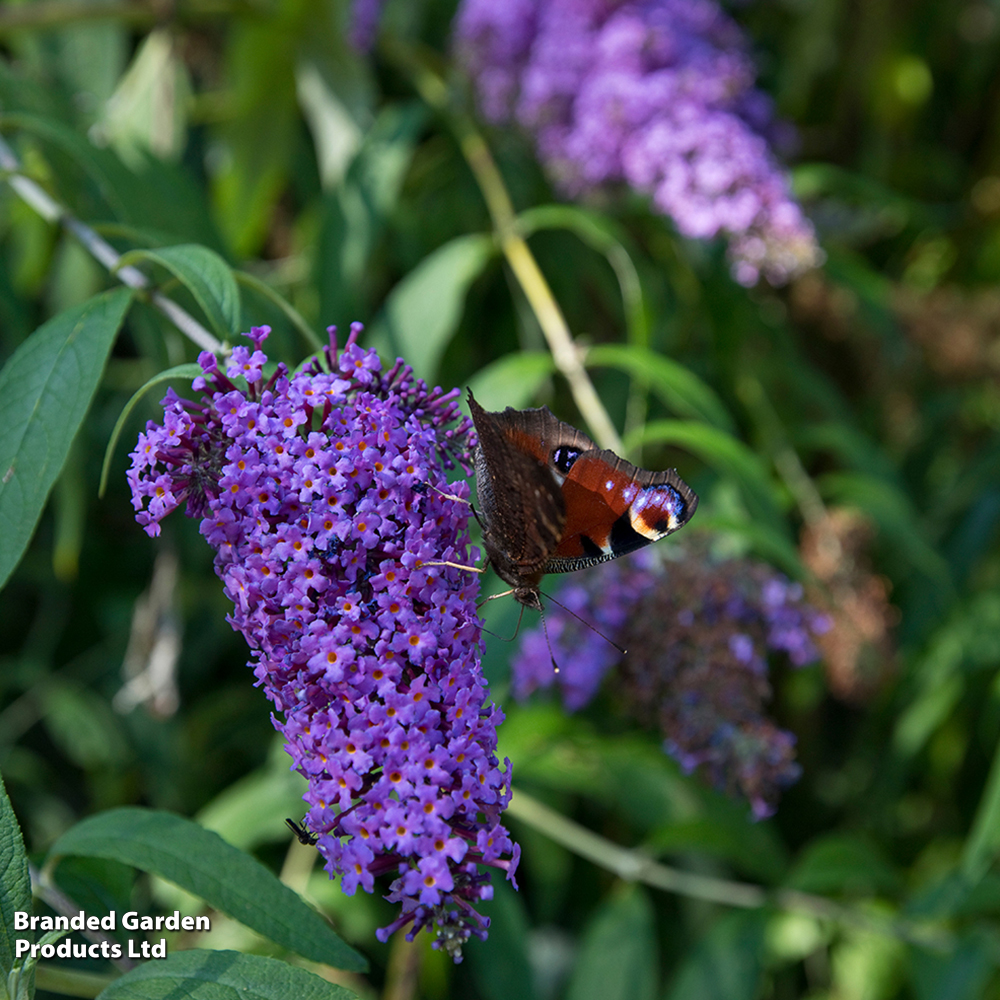 Buddleja davidii 'Adonis Blue' image