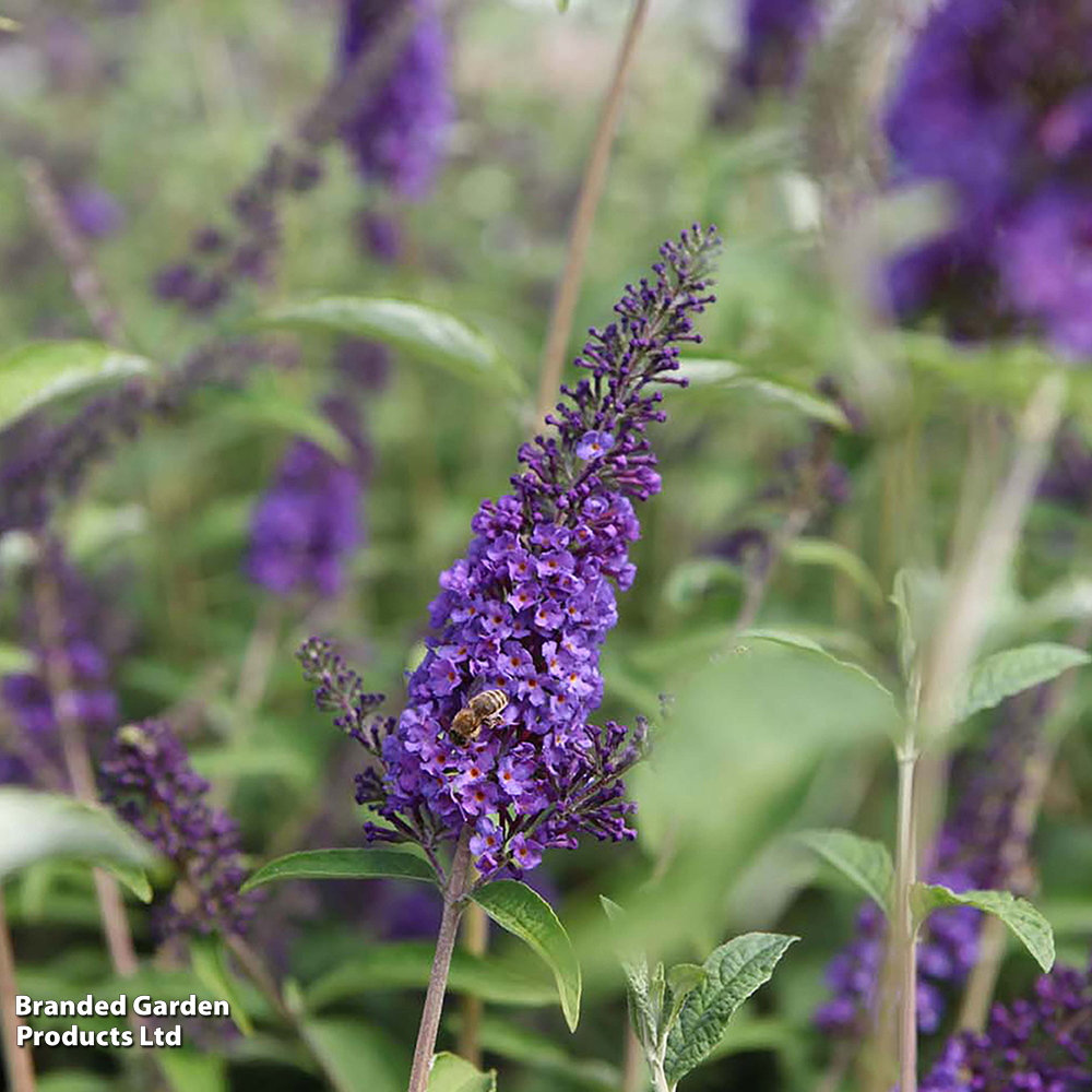 Buddleja davidii 'Empire Blue' image