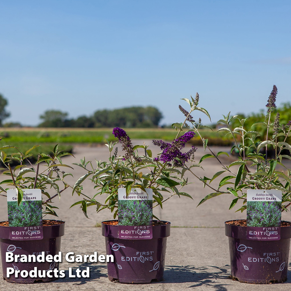 Buddleja davidii 'Groovy Grape' image