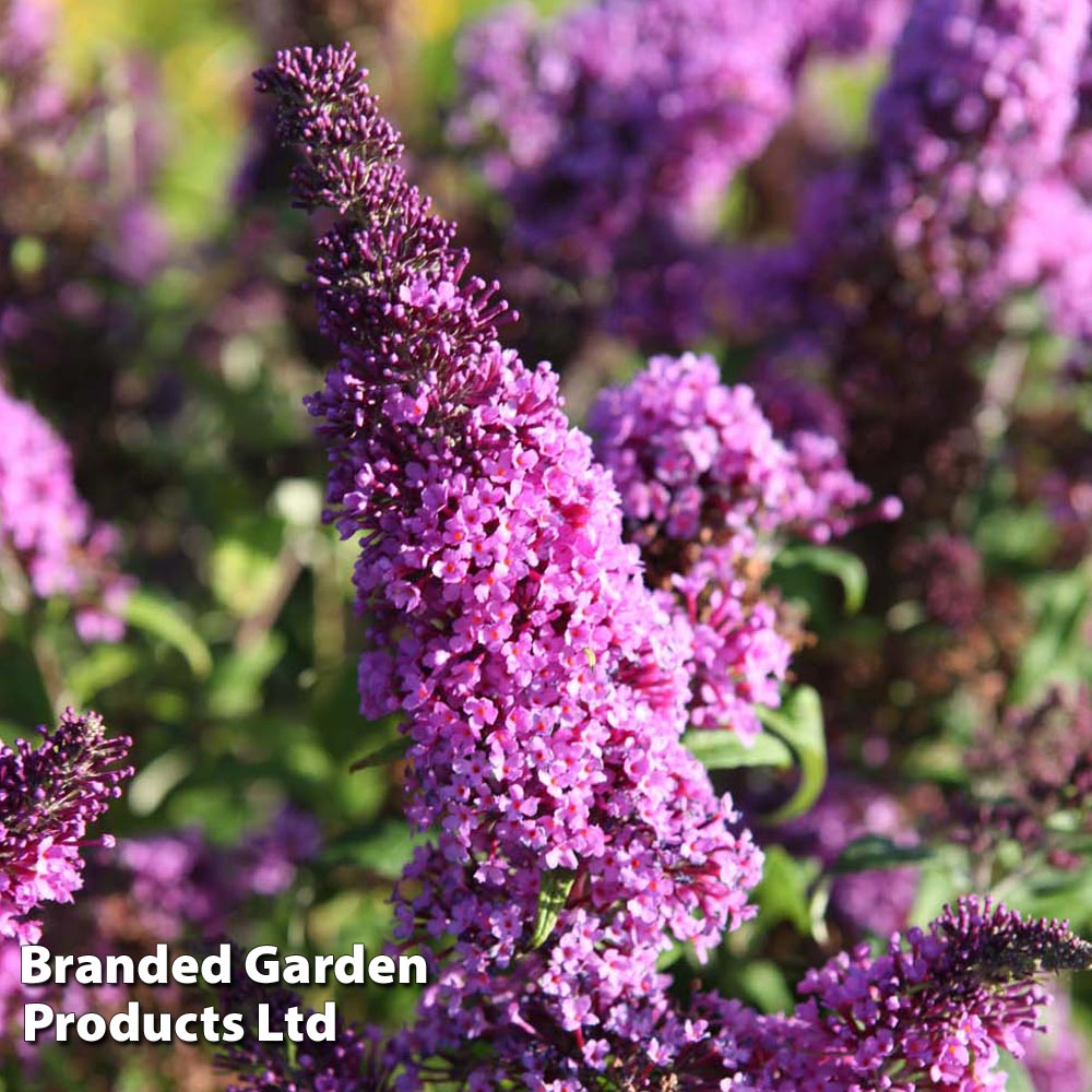 Buddleja davidii 'Peacock' image