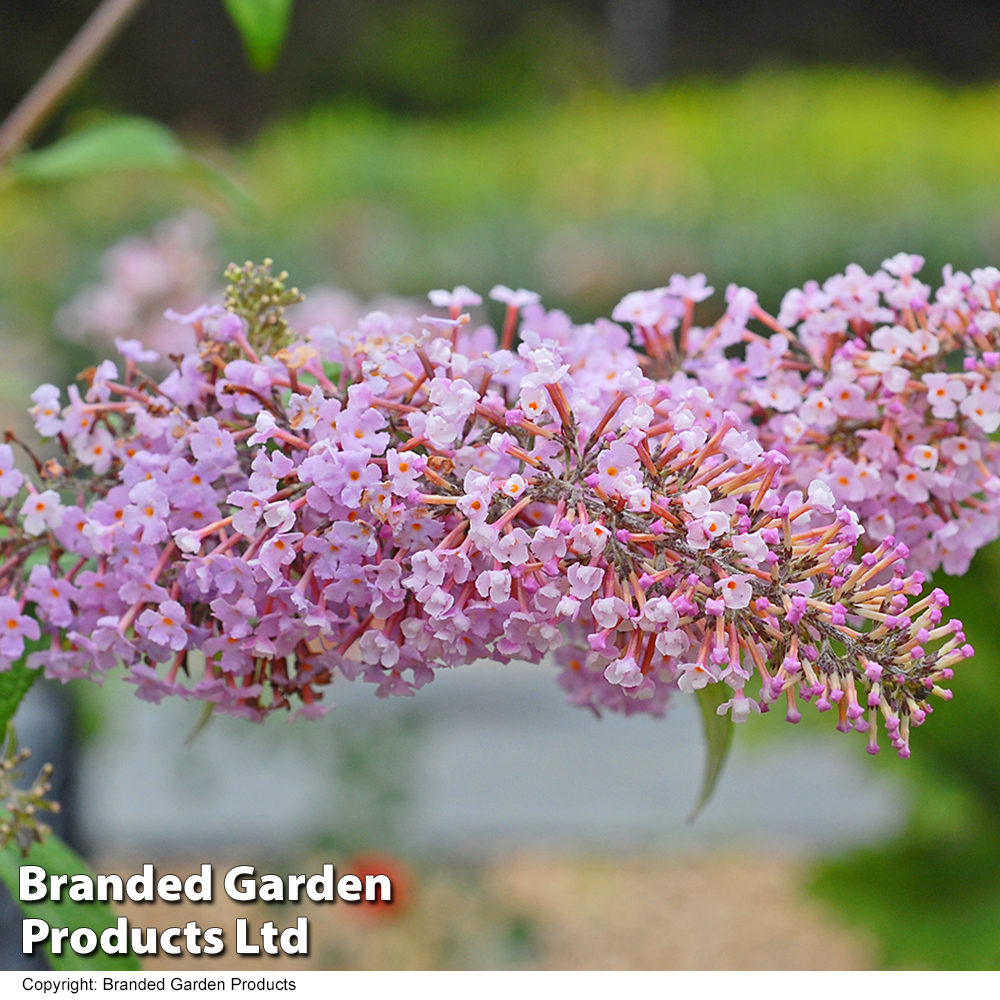 Buddleja 'Pink Delight' image