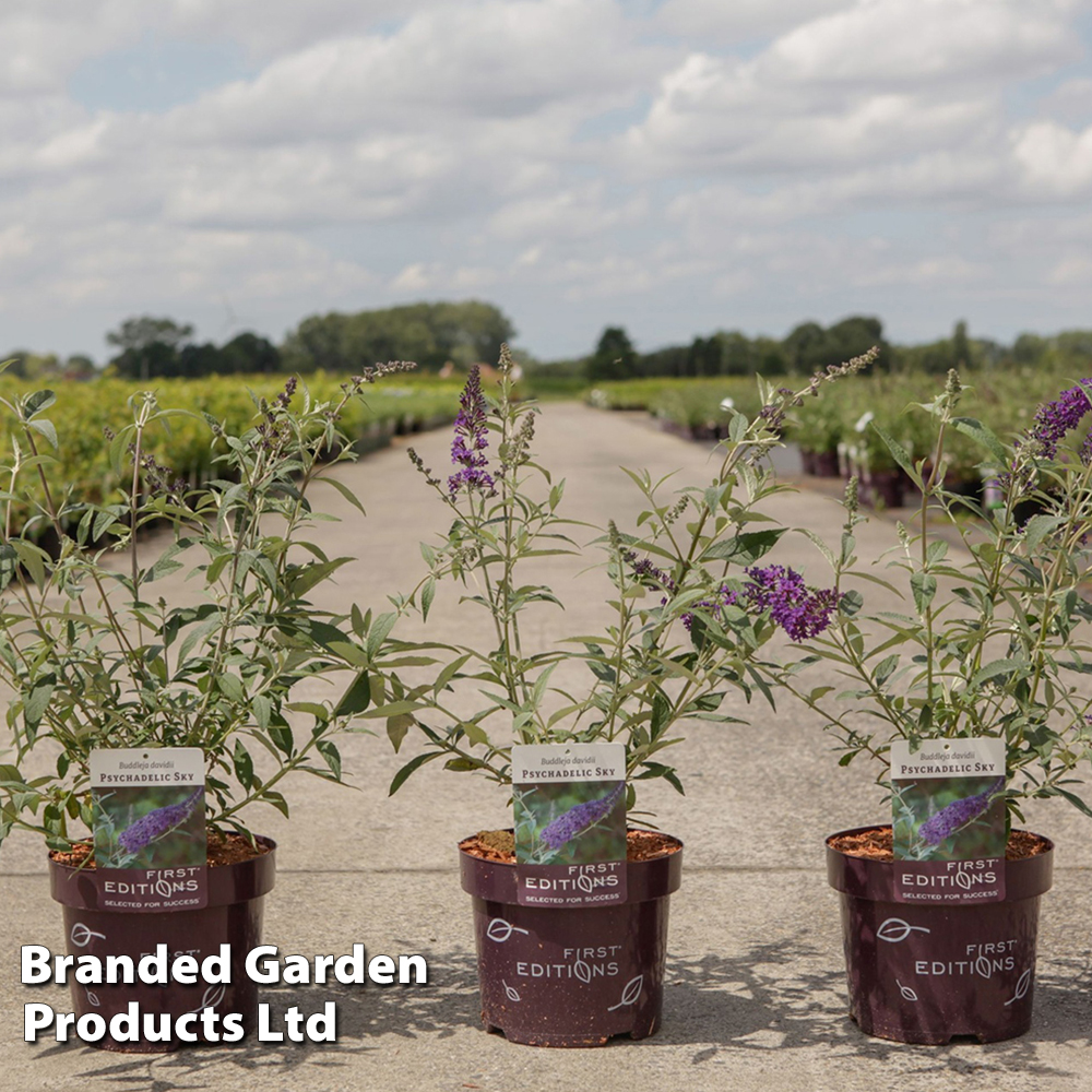 Buddleja davidii 'Psychedelic Sky' image