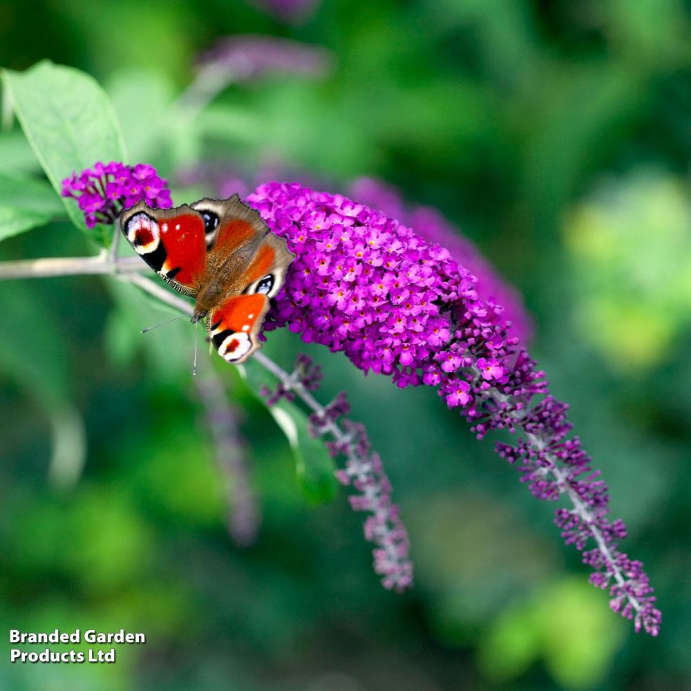 Buddleja davidii 'Royal Red' image