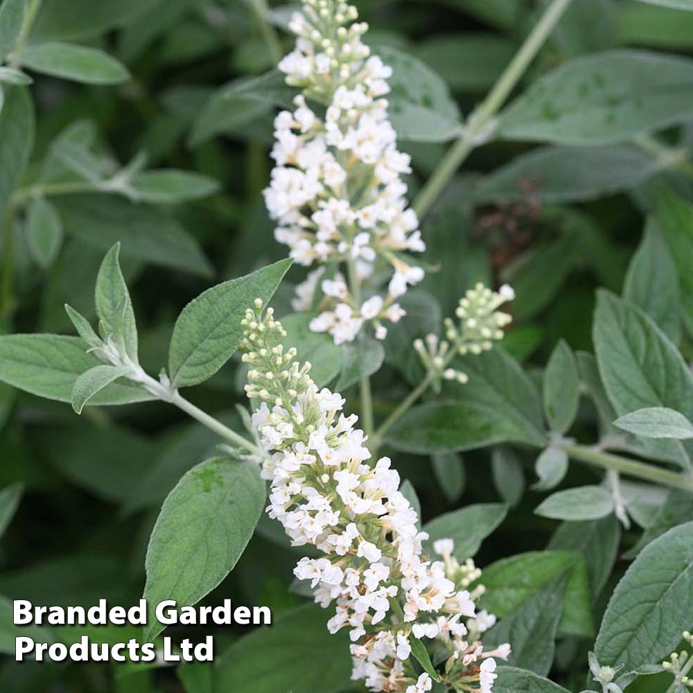 Buddleja 'Lo & Behold - White Chip' image