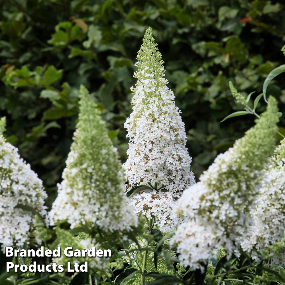 Buddleja davidii 'White Profusion' image