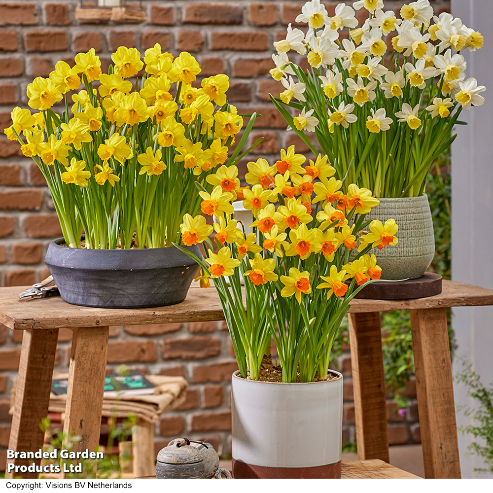 Daffodil Container Collection image