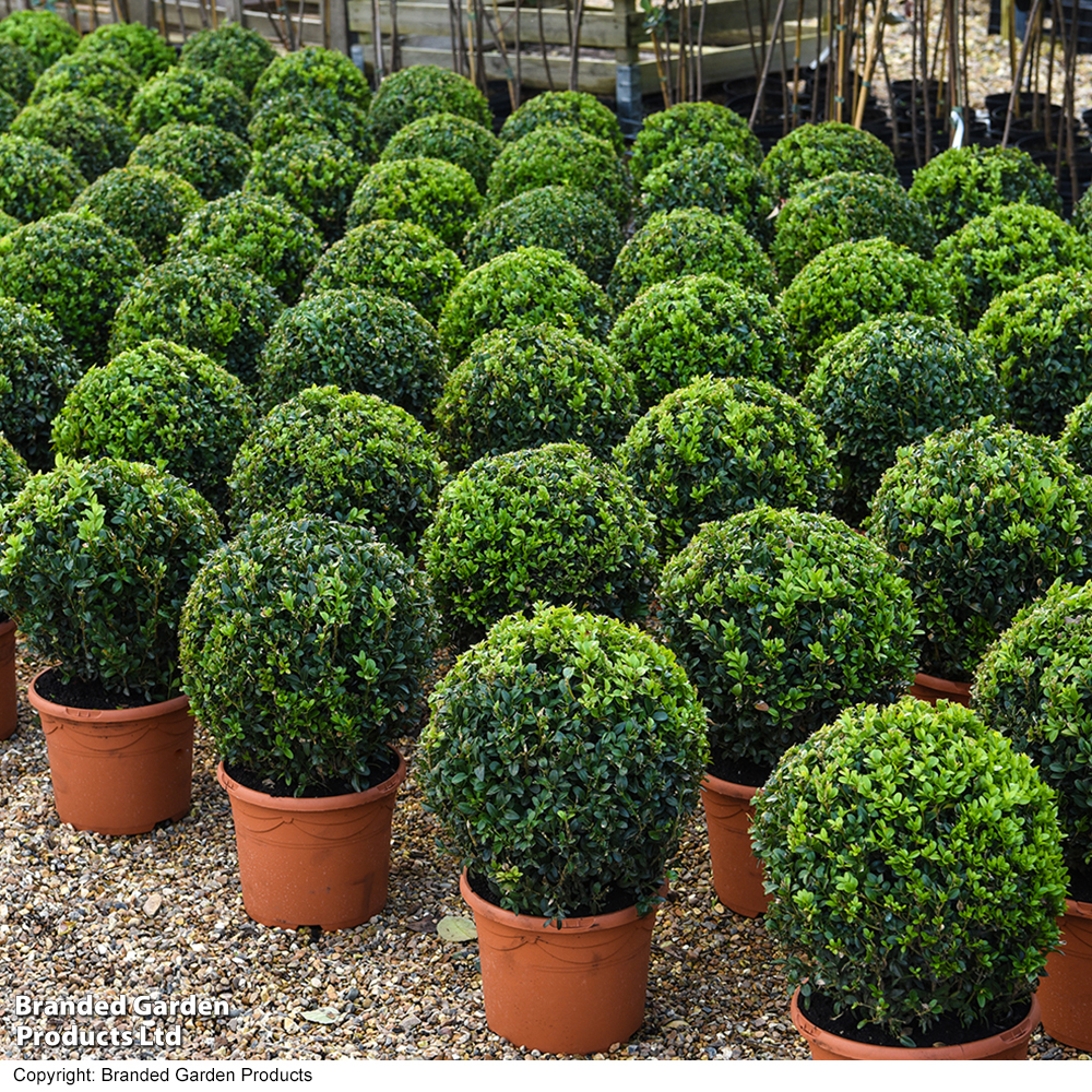 Buxus sempervivum 'Ball' - Gift image