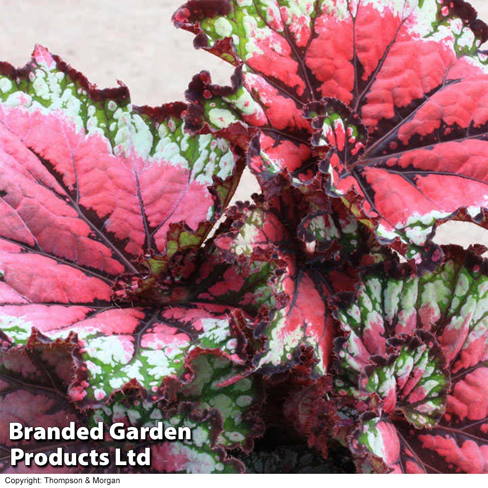 Begonia 'Satin Starburst' image