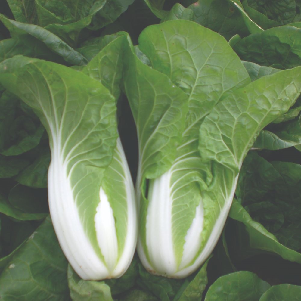 Chinese Cabbage 'Atsuko' (Organic) - Seeds image