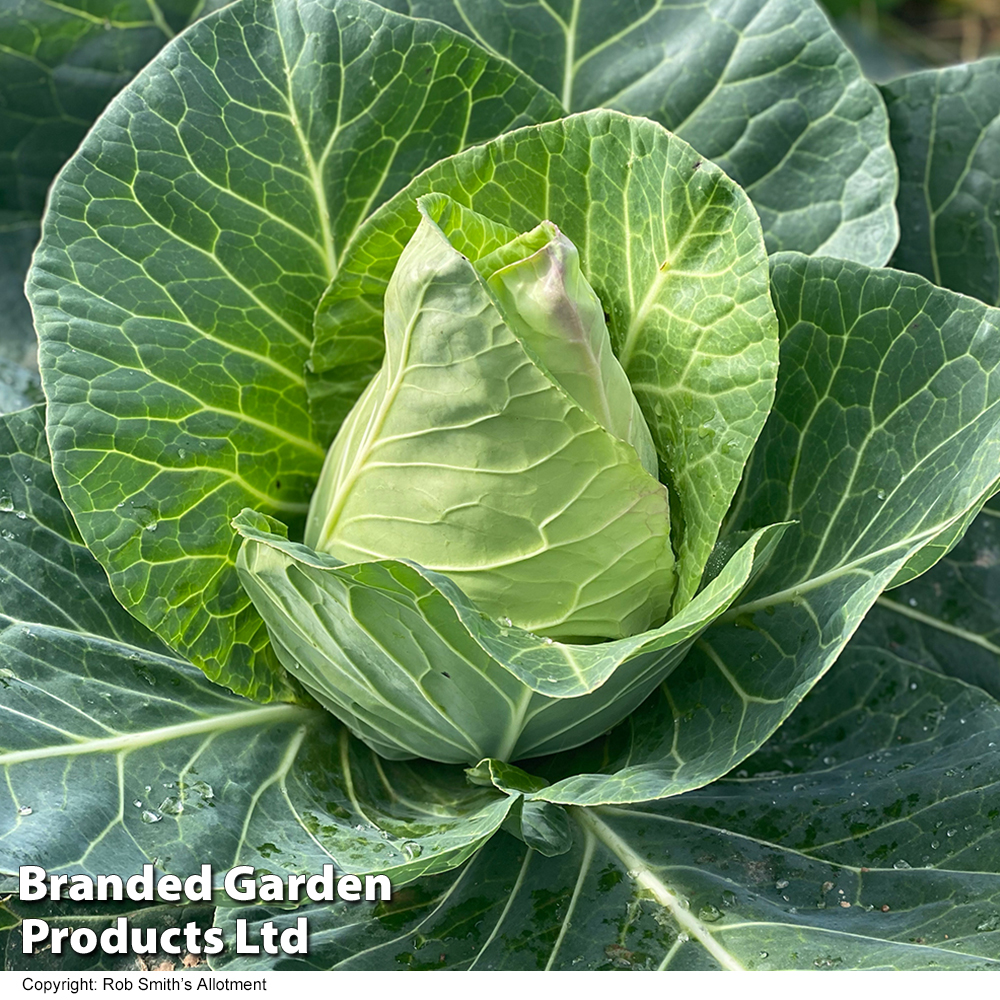 Cabbage 'Marquess' (Autumn Sweetheart Type) F1 - Seeds image