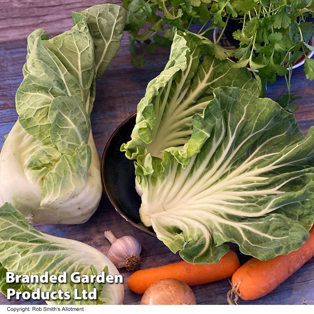 Cabbage 'Luzia' (Summer) F1 - Seeds image