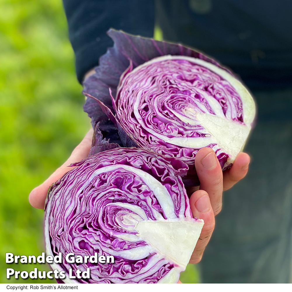 Cabbage 'Pretino' F1 - Seeds image