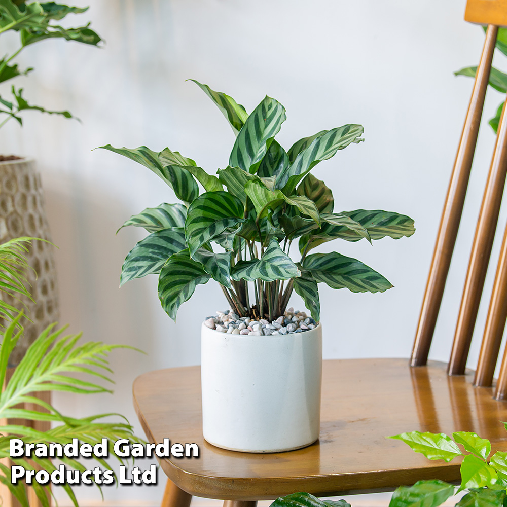 Calatheas concinna 'Freddie' image