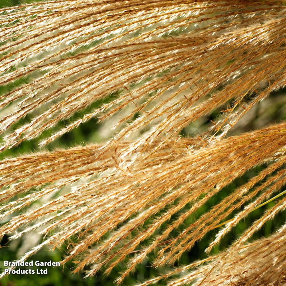 Calamagrostis x acutiflora 'Karl Foerster' image