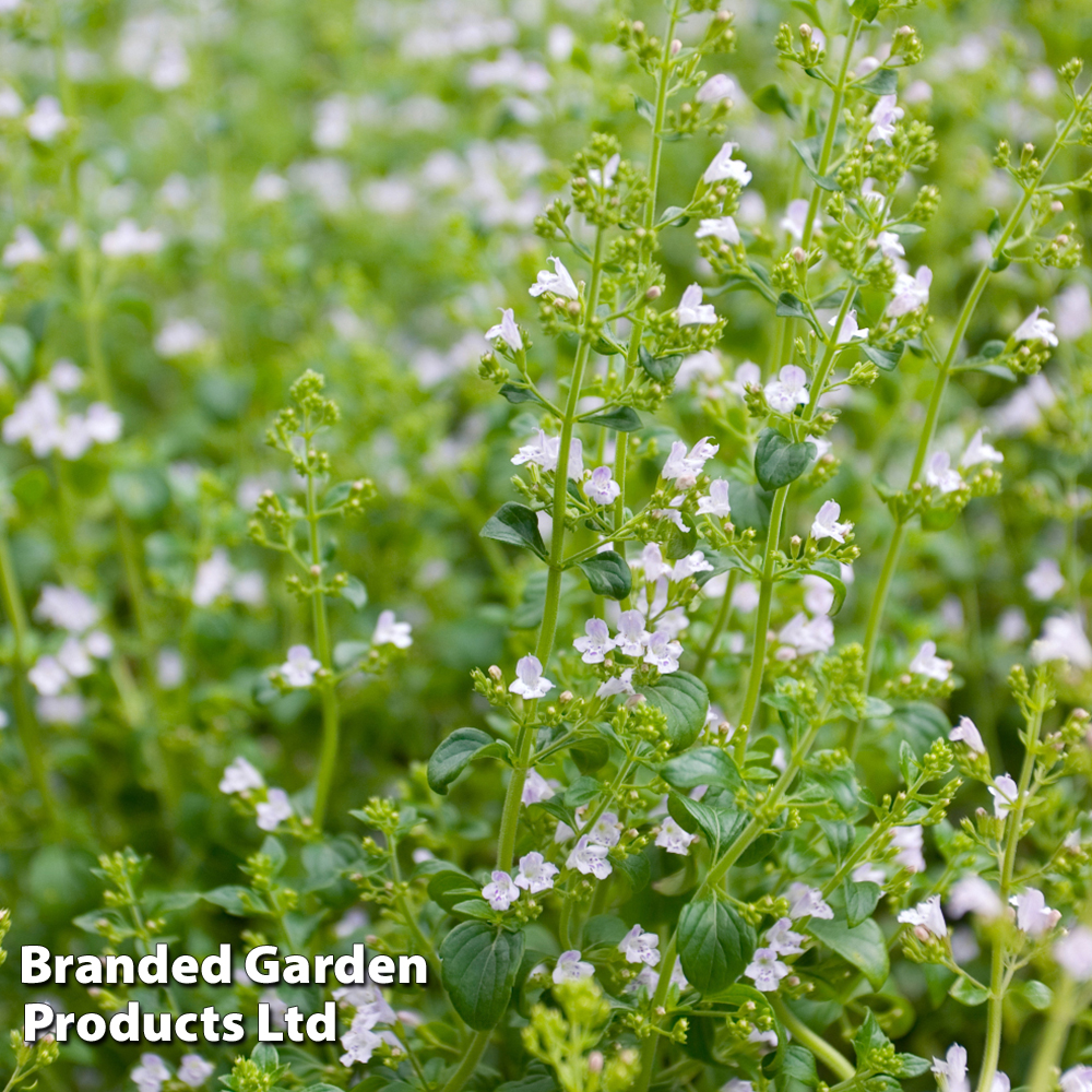 Calamintha nepeta image