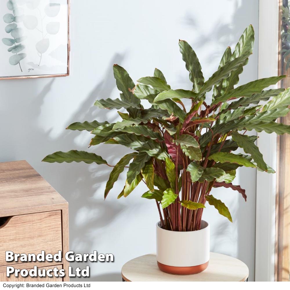 Calathea rufibarba image