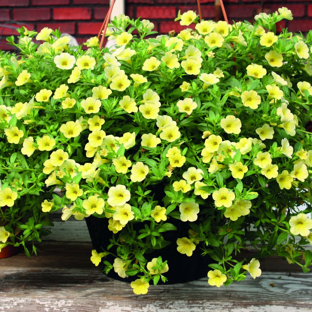 Calibrachoa Million Bells Yellow | Dobies