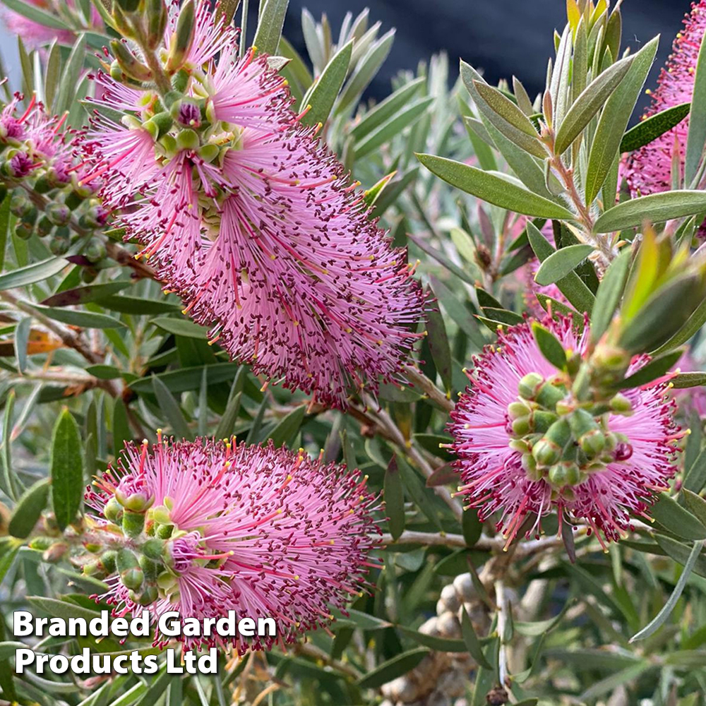 Callistemon 'Beeslebuzz Inn' image