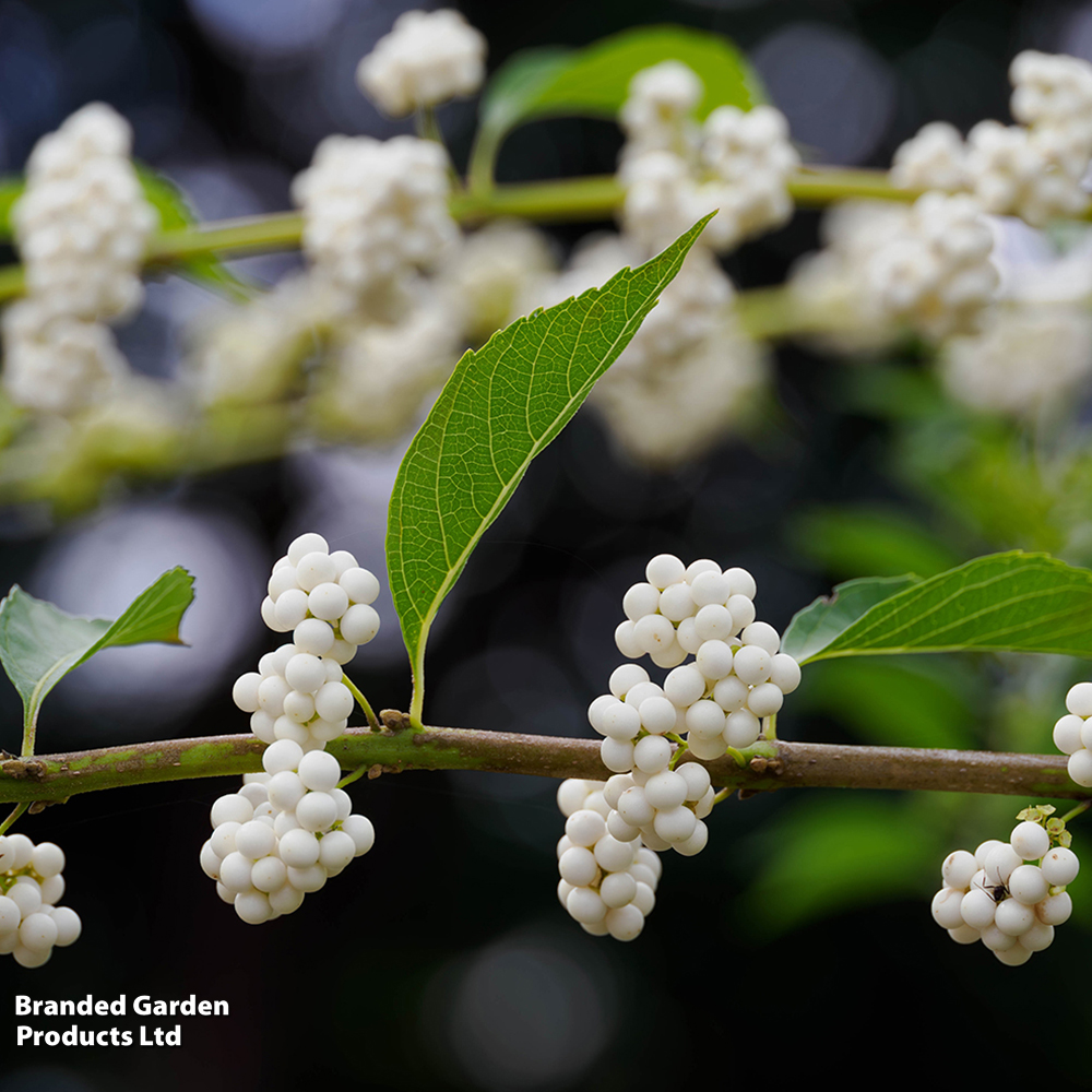 Callicarpa bodinieri 'Magical Snow Queen' image