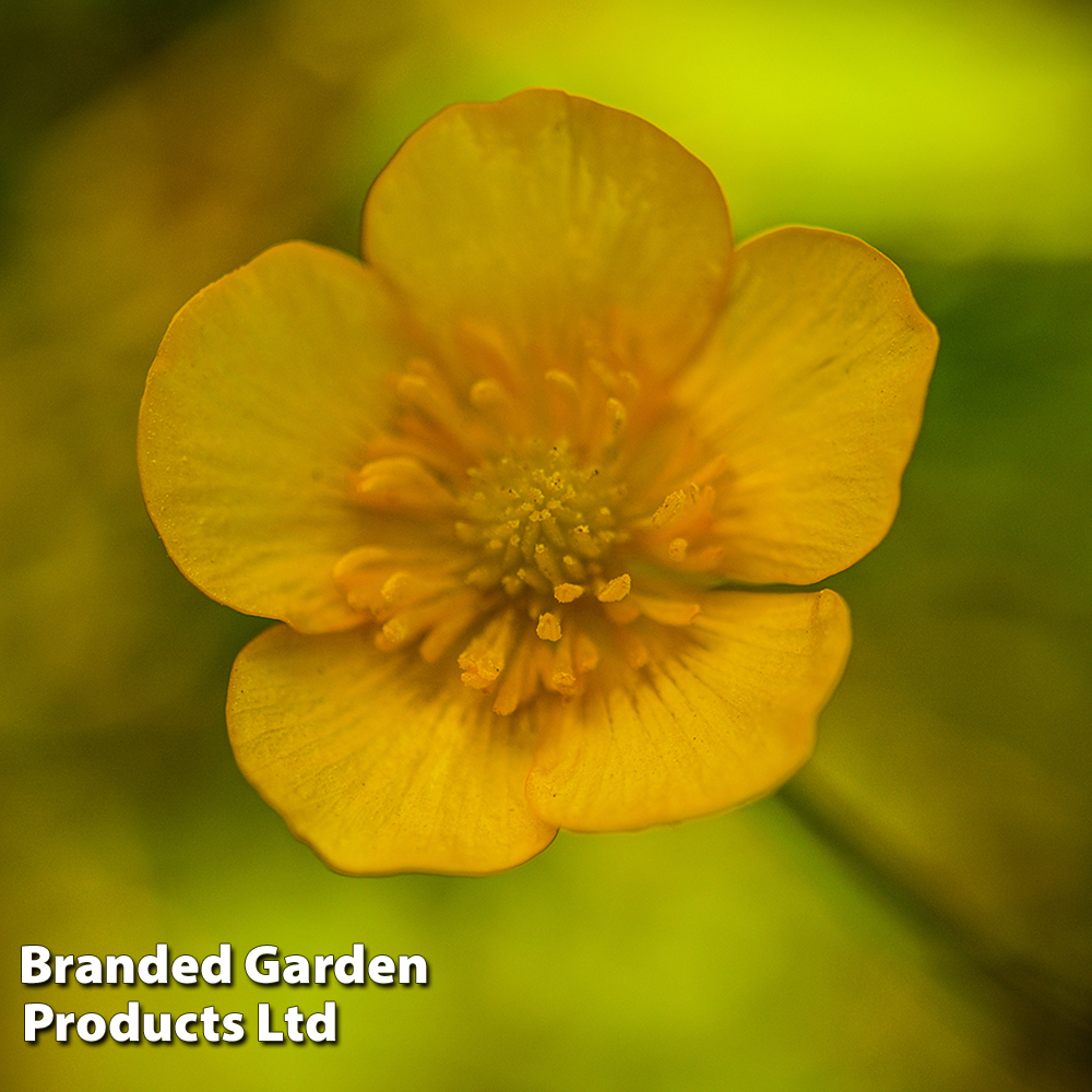 Caltha palustris subsp. polypetala (Marginal Aquatic) image