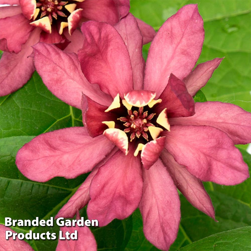 Calycanthus x raulstonii 'Hartlage Wine' image