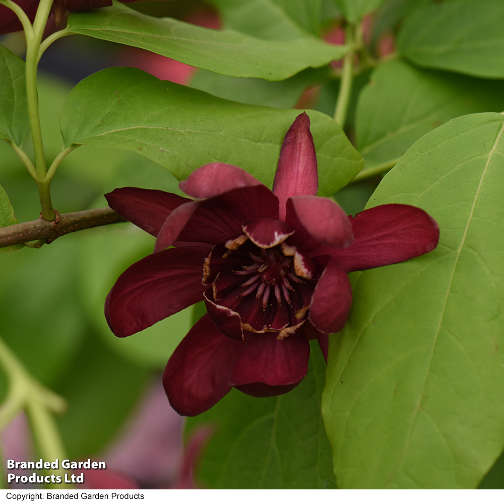 Calycanthus floridus 'Aphrodite' image