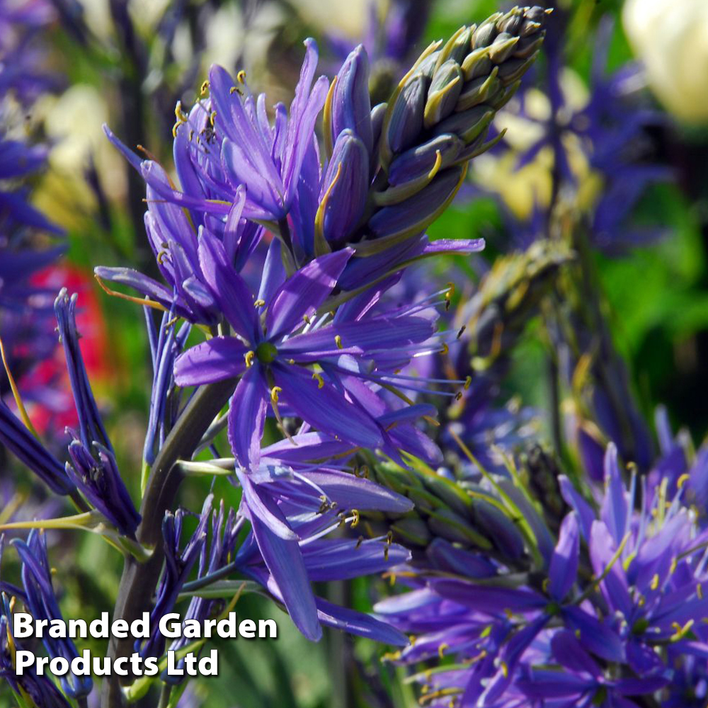 Camassia leichtlinii subsp. suksdorfii Caerulea image