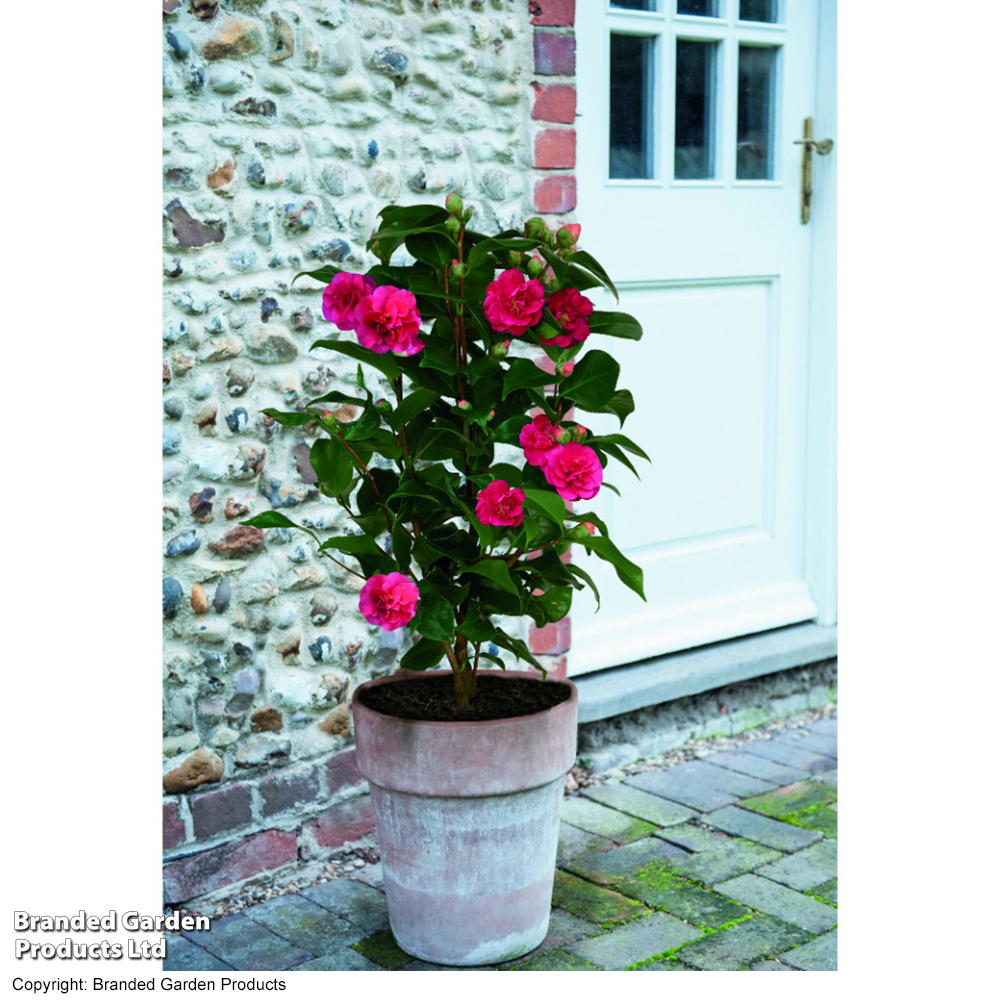 Camellia 'Blooming Wonder' - Gift image