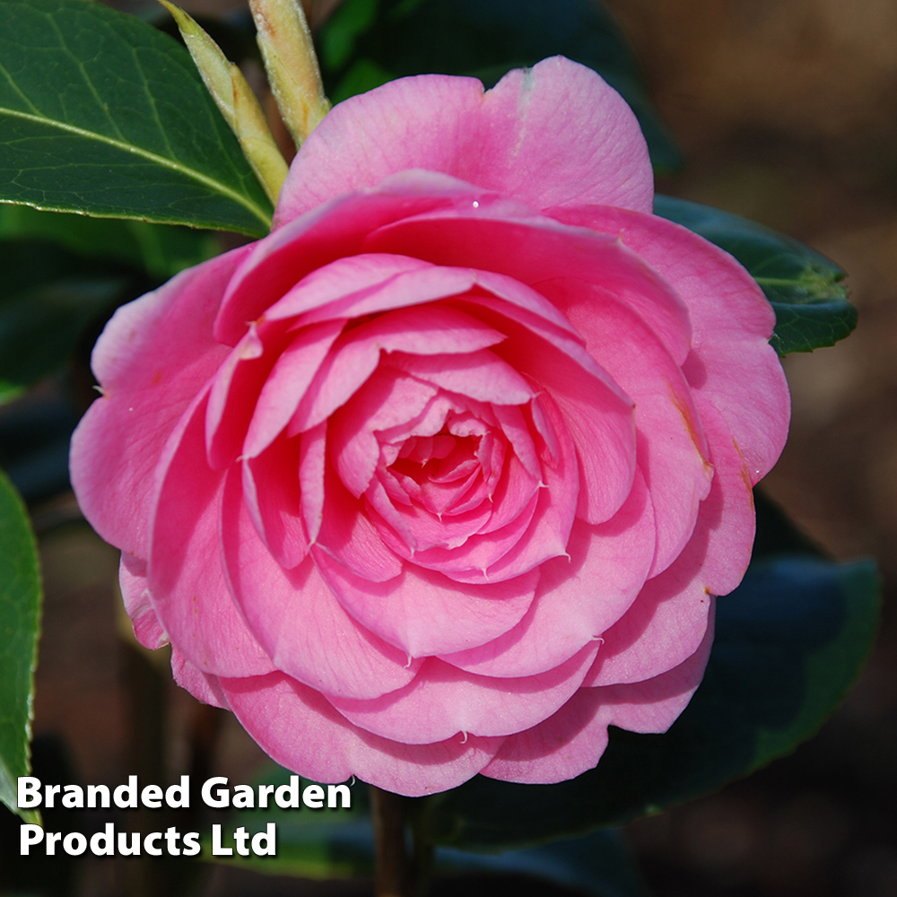 Camellia 'E G Waterhouse' image