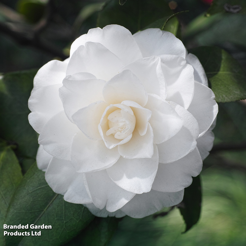 Camellia 'Golden Anniversary' image