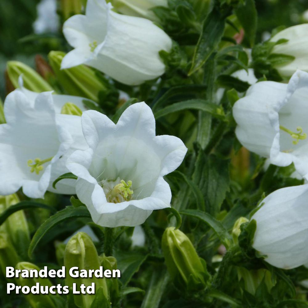 Campanula medium White image