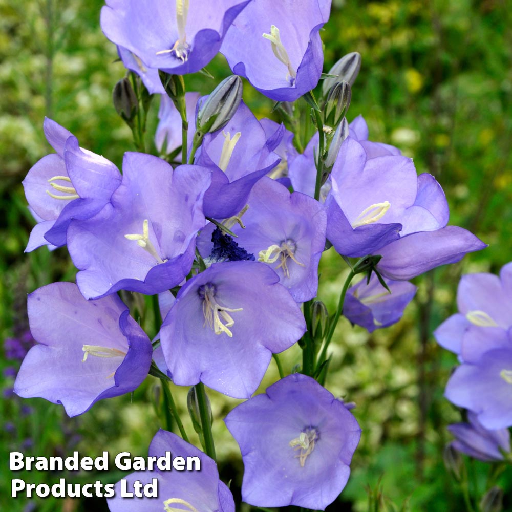 Campanula medium 'Blue' image