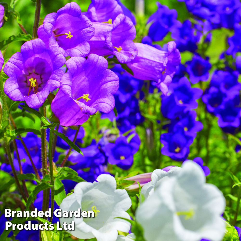 Campanula 'Canterbury Bells' image