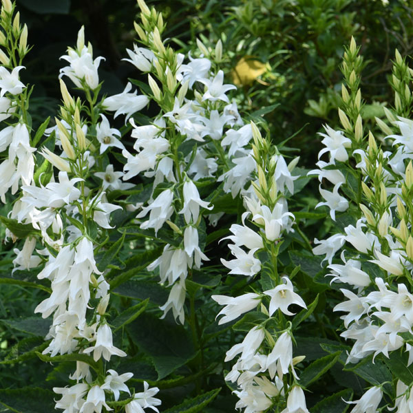 Campanula persicifolia var. alba image