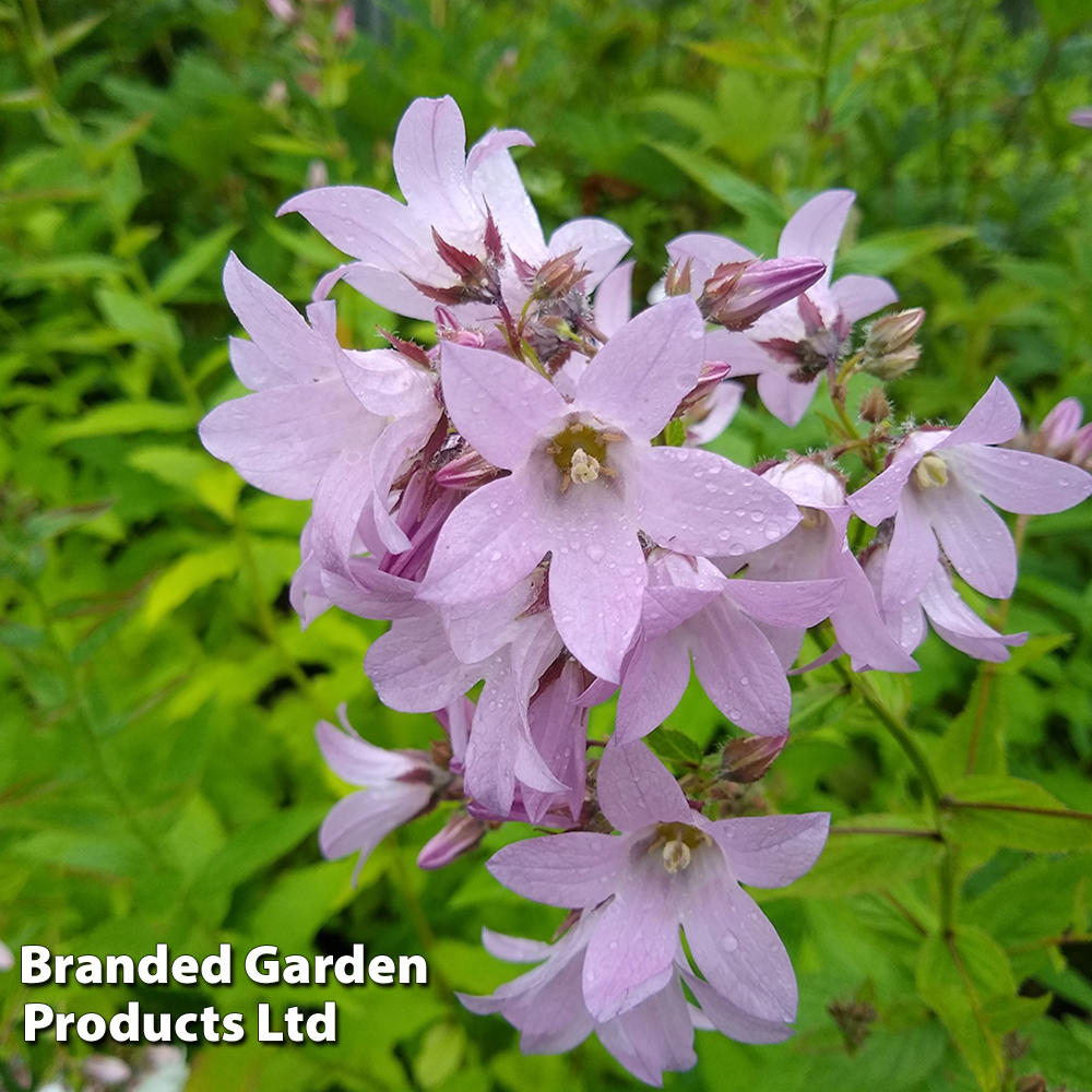 Campanula lactiflora 'Loddon Anna' image