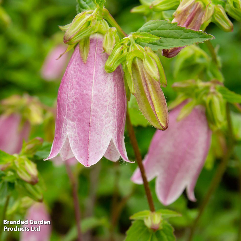 Campanula punctata image