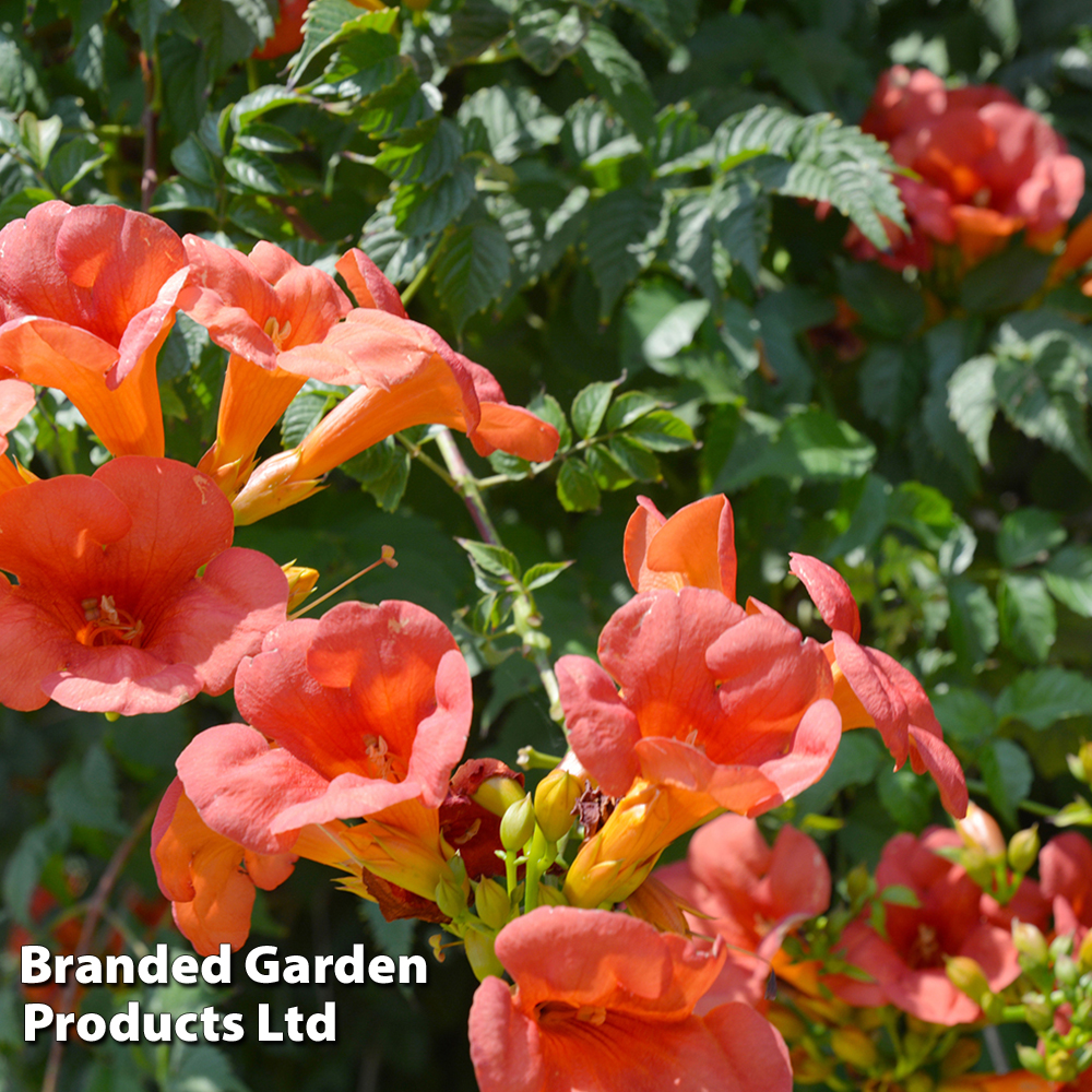 Campsis radicans image