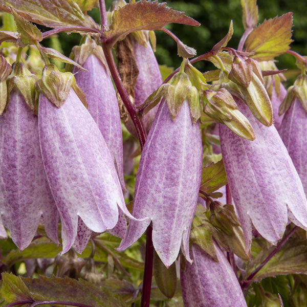 Campanula takesimana image