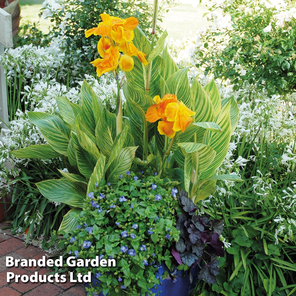 Canna 'Tropicanna Gold' image