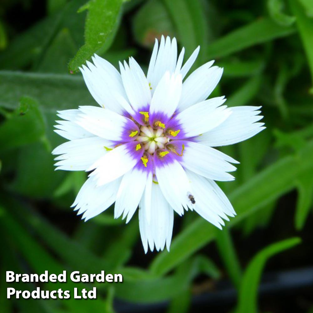 Catananche Caerulea Alba image