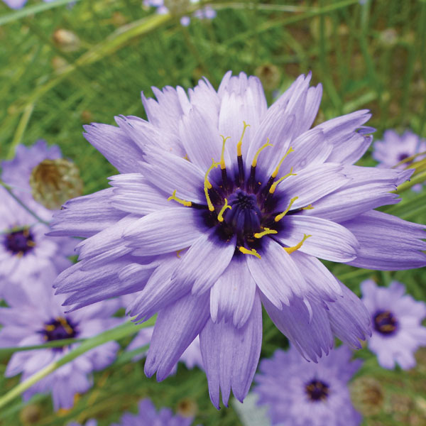 Catananche caerulea image