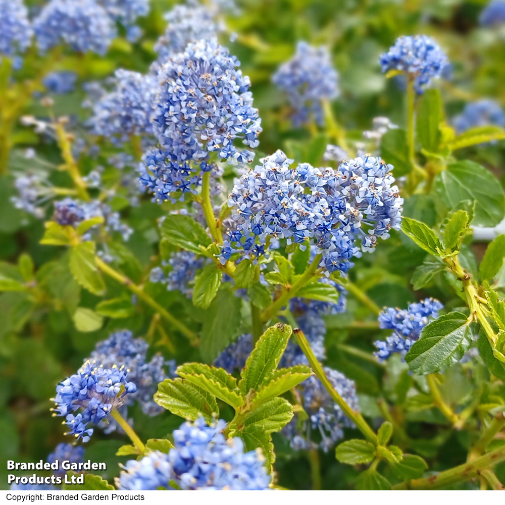 Ceanothus thyrsiflorus var. repens image