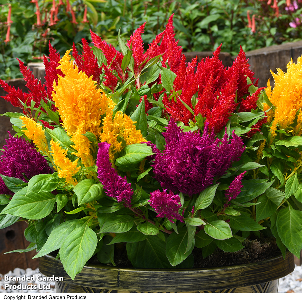 Celosia 'First Flame Mix' image