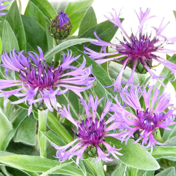 Centaurea Montana Amethyst Dream image