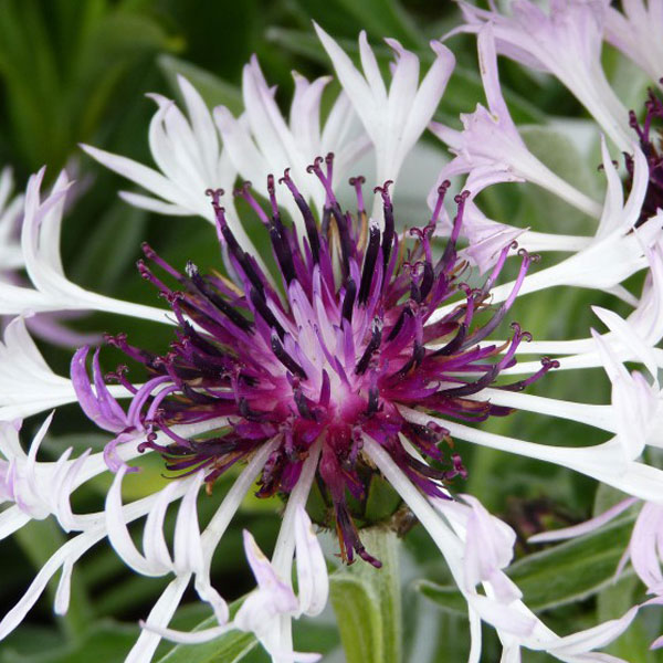 Centaurea Montana Amethyst In Snow image