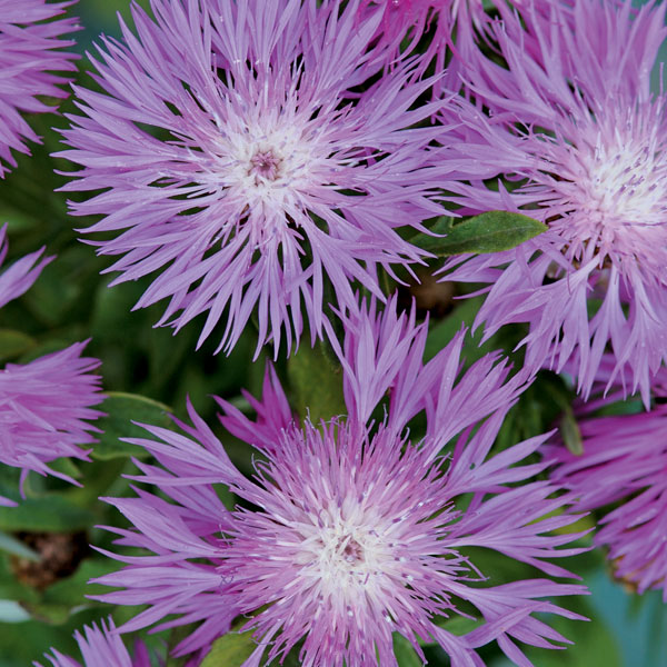 Centaurea dealbata image