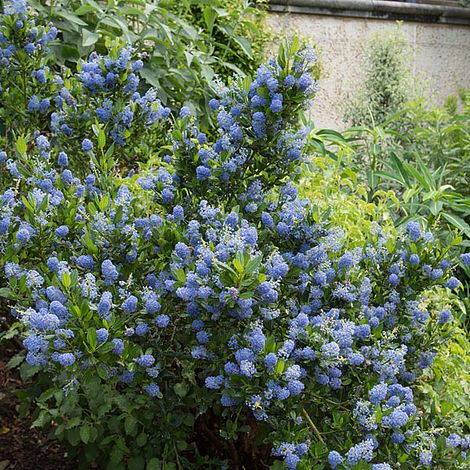 Ceanothus 'Blue Mound' image