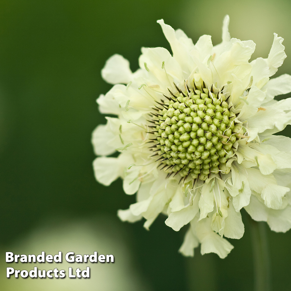 Cephalaria gigantea image